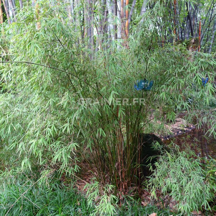 Bambou Fargesia angustissima image
